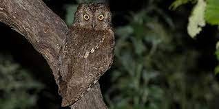 Ανήκει στην οικογένεια των γλαυκιδών ( strigidae) και αναγνωρίζονται έξι υποείδη, τα οποία ωστοσο διαφέρουν ελάχιστα μεταξύ τους. Gkiwnhs Otus Scops Petbirds