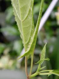 Image result for Dorstenia psilurus