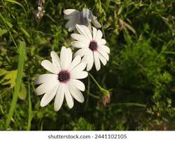 Image result for Callilepis laureola