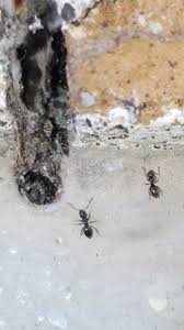 To find ant nests, follow their trails. How To Get Rid Of Little Black Ants Diy Sugar Ant Control Seattle Home Pest Control Wa