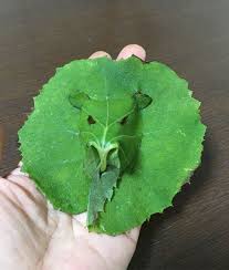 蕗でライオン 植物アート 葉 遊びのアイデア