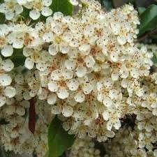 Image result for Pyracantha coccinea soleil d'or
