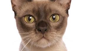 He needs open doors all the time even if he doesn't want to go into a certain room. Are You Stressing Out Your Cat How To Spot The Signs Cats The Guardian