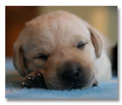 Maybe you would like to learn more about one of these? Lab Puppies For Sale Mn Petfinder