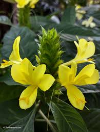 Image result for Barleria setosa