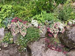 'kent beauty' resembles hops when in flower, with try growing oregano in pots where it happily spills over edges or plant it on a low wall. Pin On Liz And Aaron