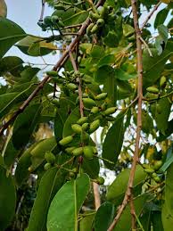 Maybe you would like to learn more about one of these? Leaves Trees Foliage Agriculture Fruit Nature Green Jamun Young Java Plum Pikist