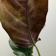 Today, i will be showing you how i deal with those dreaded spider mites. Spider Mites Most Common Calathea Pests Piantica