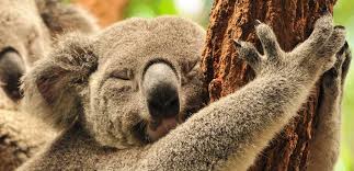 Image result for ‫تنبلی‬‎