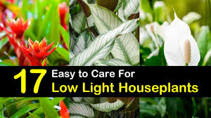 17 Houseplants That Don T Need Much Light