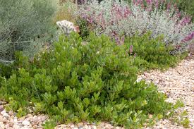 Panchito Manzanita Plants Broadleaf Evergreen Colorado Landscaping