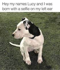 Textpics by ftw innovations platform: 38 Random Animal Pictures That Are Way Funnier Than You Can Imagine Funnymemes4u Cute Baby Animals Cute Animals Baby Animals Funny