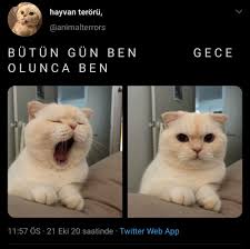 Asya Adli Kullanicinin Twitleeerr Panosundaki Pin 2020 Komik Seyler Gulunc Resimler Komik