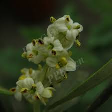 Image result for Oleaceae