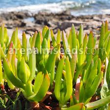 Image result for Carpobrotus