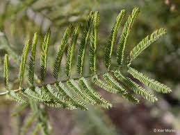 Image result for Meiosperma debile