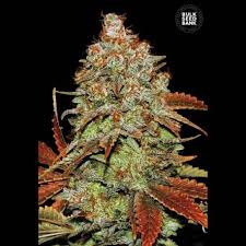 Pin On Fruty Lutys