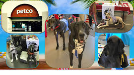 NJ Petco Meet & Greet