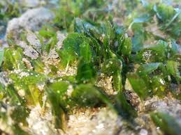 Image result for Halophila minor