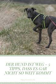 Pin Auf Hund