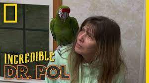 He is ruber's pet and enforcer. A Macaw With Loose Poop The Incredible Dr Pol Youtube