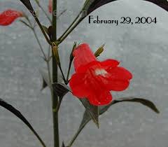 Plantfiles Pictures Ruellia Species Red Christmas Pride Short Leaf Wild Petunia Tropical Monkey Plant Wild Petunia Ruellia Brevifolia 1 By Kaufmann