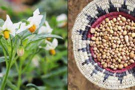 Image result for Tetrapogon tenellus