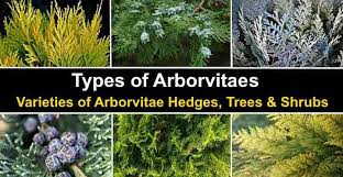 Arborvitae (thuja and platycladus spp.) golden and blue foliage. Types Of Arborvitaes Trees Hedges And Shrubs Pictures