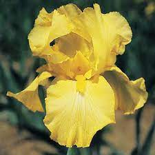 The Best Yellow Flowers For Your Garden Iris Flowers Yellow Flowers Bearded Iris