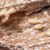 Including termite tenting & treatments for both drywood termites & subterranean termites. Https Encrypted Tbn0 Gstatic Com Images Q Tbn And9gcqx7cvuk Iyuxgeps2d6raqd5t0n4dlrc6ptheindlobp6ubbj4 Usqp Cau