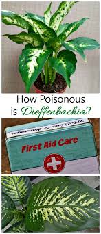 Dieffenbachia Poisoning How Toxic Is This Houseplant House Plants Dieffenbachia Houseplant Types Of Christmas Trees
