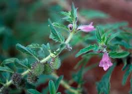 Image result for Pedalium