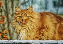 Both the cat breeds have a dominating nature, so if you plan on getting more than one pet, you may as well opt for a different cat. Norwegian Forest Cat Vs Maine Coon What S The Difference Oliveknows