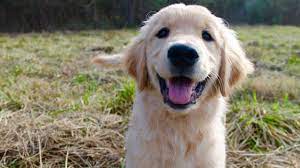 I had several inquiries (even, out of state) but was. 13 Week Old Golden Retriever Puppy Lillie Youtube