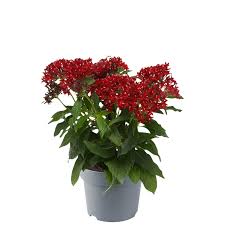 Image result for Pentas lanceolata
