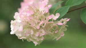 Image result for x Ruttyruspolia 'Phyllis van Heerden'