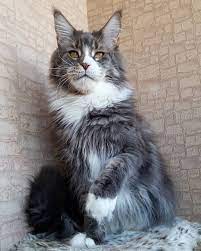 Kanya News 29 Maine Coon Cattery Bandung