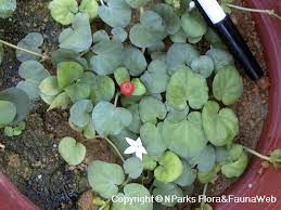 Image result for Geophila repens