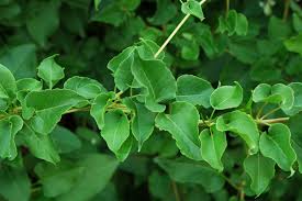 Image result for Fallopia