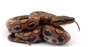 Brazilian Rainbow Boa - Reptiles Magazine