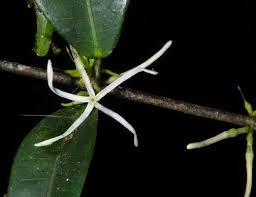 Image result for Voacanga pachyceras