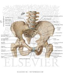 Functional anatomy of the male pelvic floor online course: Bony Framework Of Pelvis