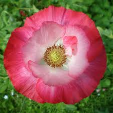 Image result for Poppy Red 1998 AAV