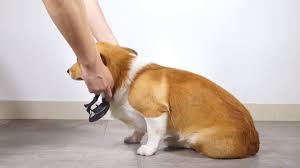 How to use an electric collar to train a dog. How To Use Dogcare Dog Training Collar Tc 05 Youtube