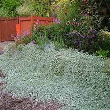 Artemisia silver mound silvery has aromatic foliage that is finely textured with silvery, silky pubescence. 13 Lawn Substitutes Ideas Lawn Alternatives Ground Cover Plants