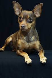 Favorite this post jun 23 male chihuahua pekingese mix Min Pin Stock Image Image Of Darling Chihuahua Minature 1217851