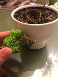 How to water a cactus varies. My Desert Gem Cactus Fell Out Of His Pot Can I Still Save Him Or Is It Too Late Plantclinic