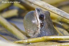 The mountain chorus frog is a small, stocky frog, usually brown or gray, with a prominent stripe running from the eye to the groin on each side of the body. Tennessee Watchable Wildlife Mountain Chorus Frog