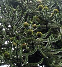 File Araucaria Araucana Cones Jpg Garten Exotische Baum