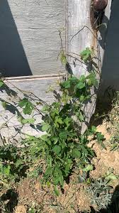 Image result for Rytigynia lewisii